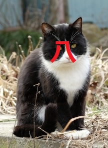 gatto bianco nero